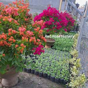 Red Rose Nursery