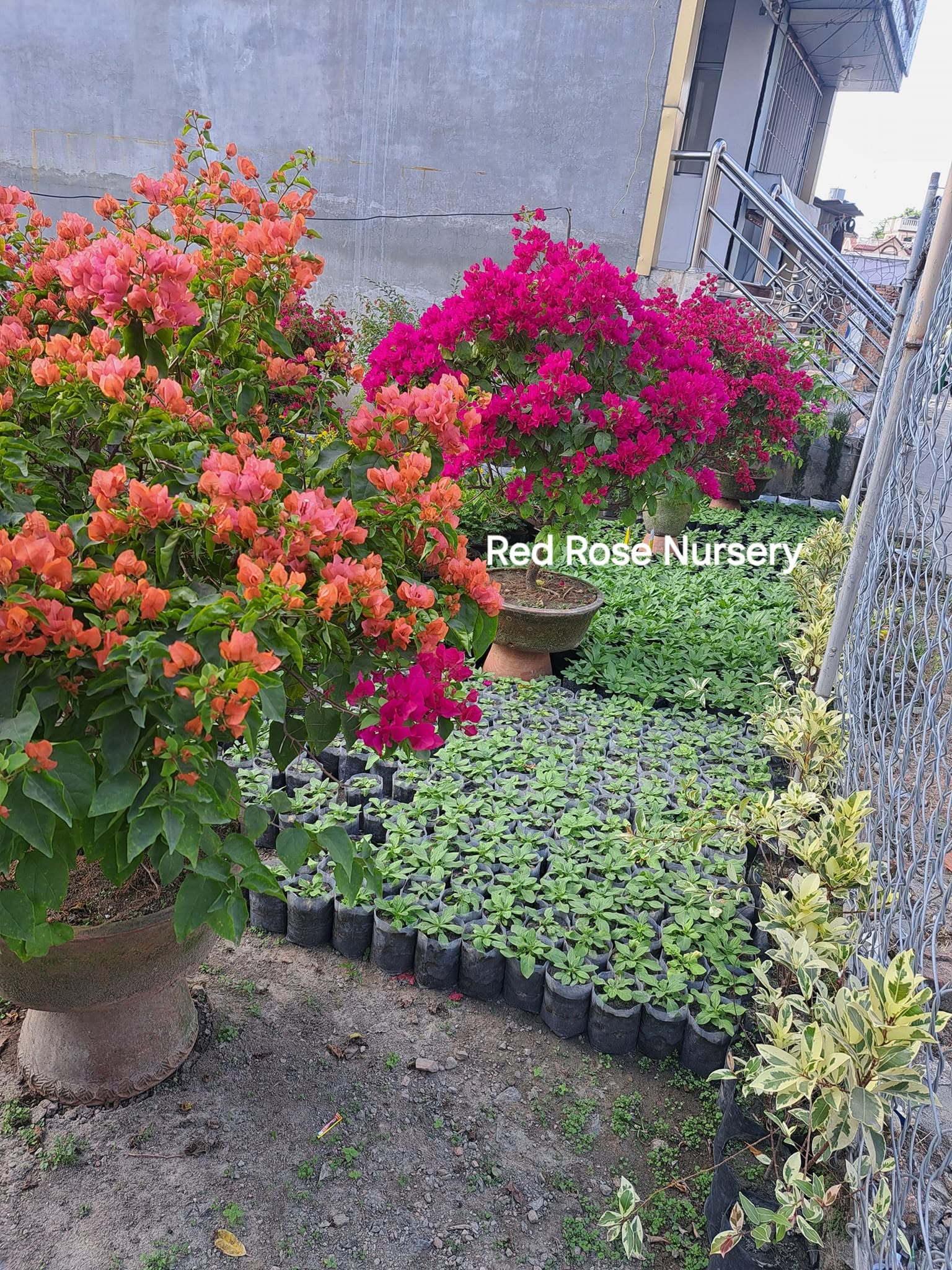 Red Rose Nursery